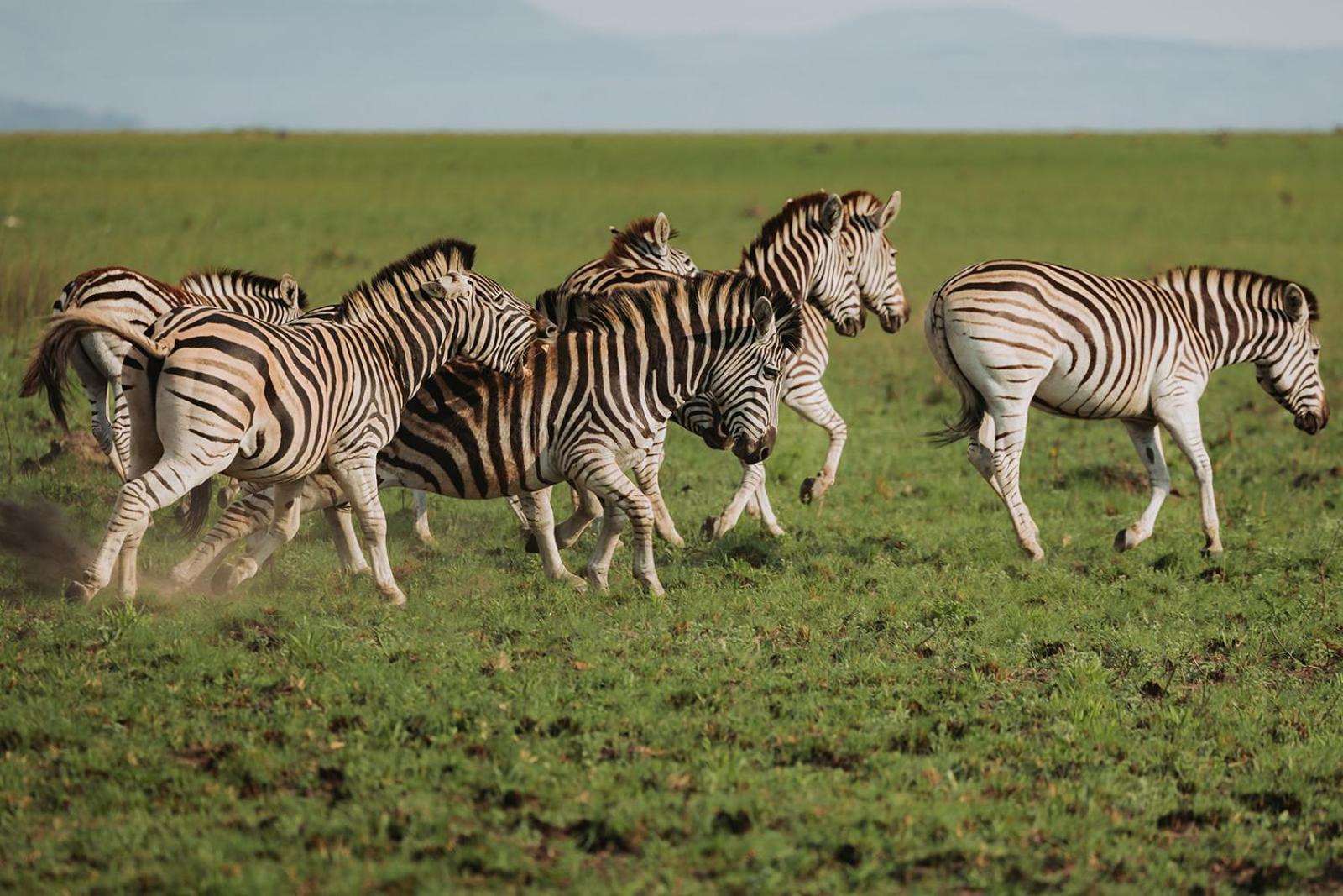Nambiti Plains Lodge เลดี้สมิธ ภายนอก รูปภาพ