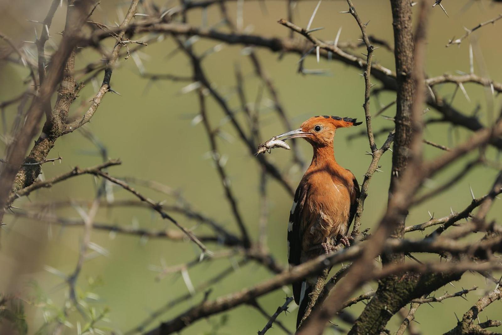 Nambiti Plains Lodge เลดี้สมิธ ภายนอก รูปภาพ