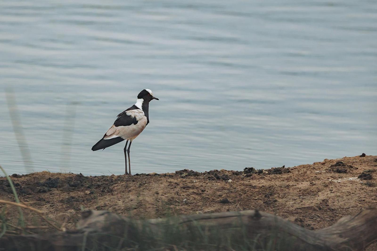 Nambiti Plains Lodge เลดี้สมิธ ภายนอก รูปภาพ