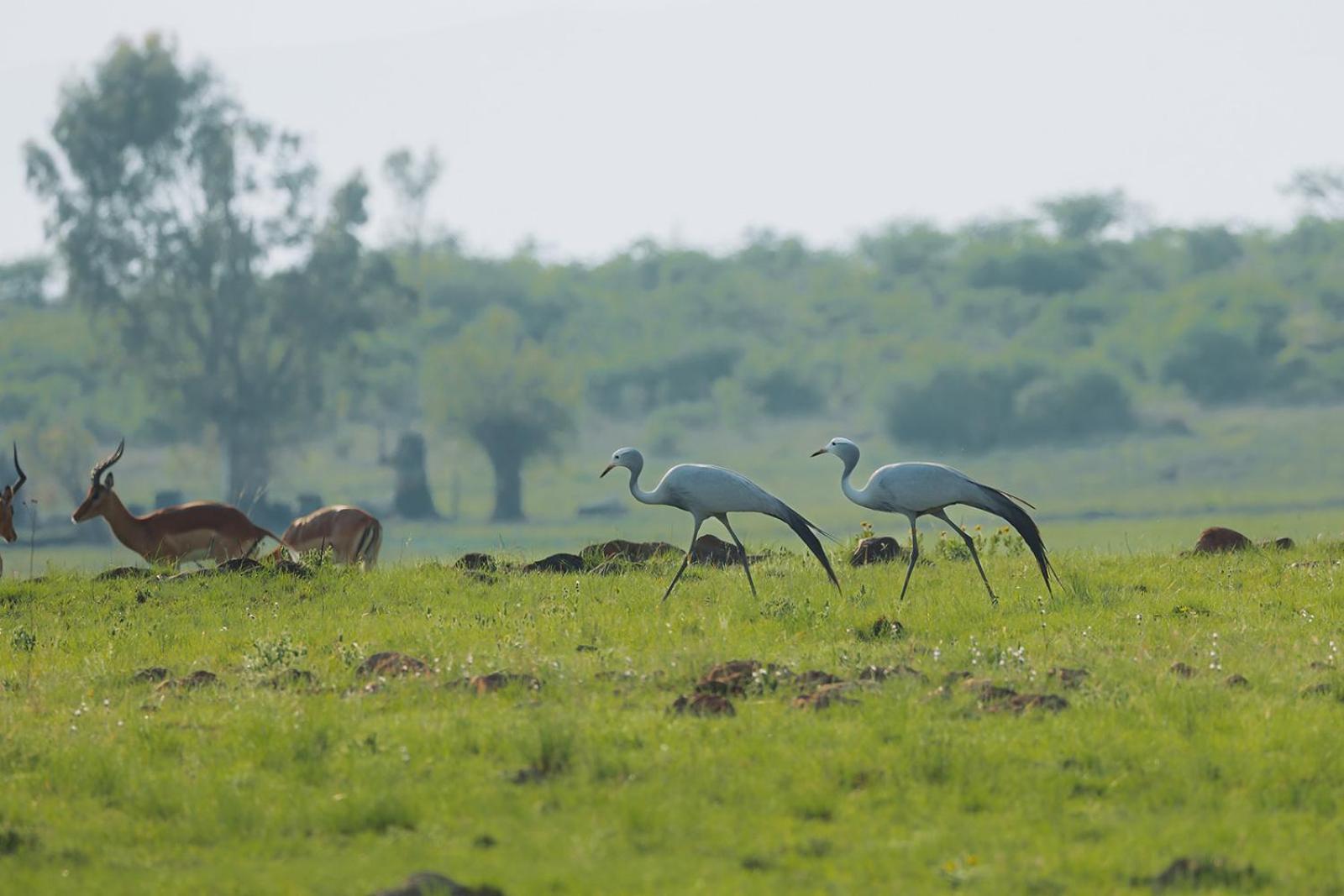 Nambiti Plains Lodge เลดี้สมิธ ภายนอก รูปภาพ