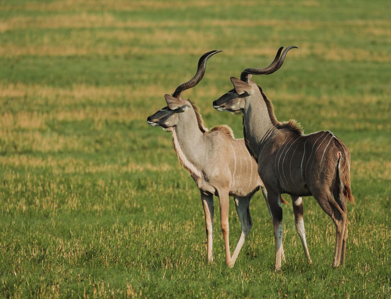 Nambiti Plains Lodge เลดี้สมิธ ภายนอก รูปภาพ