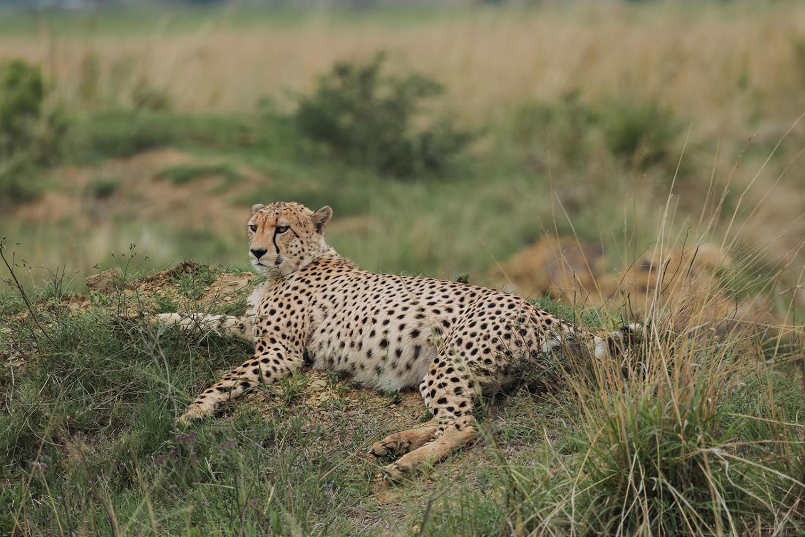 Nambiti Plains Lodge เลดี้สมิธ ภายนอก รูปภาพ