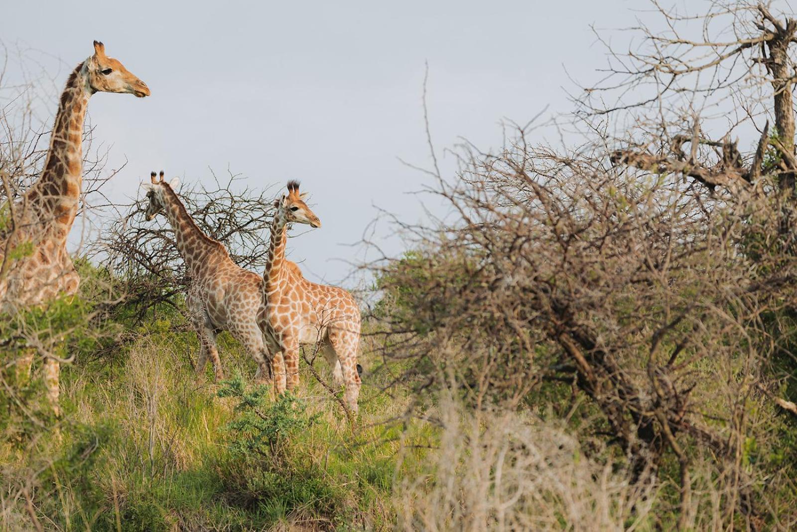 Nambiti Plains Lodge เลดี้สมิธ ภายนอก รูปภาพ