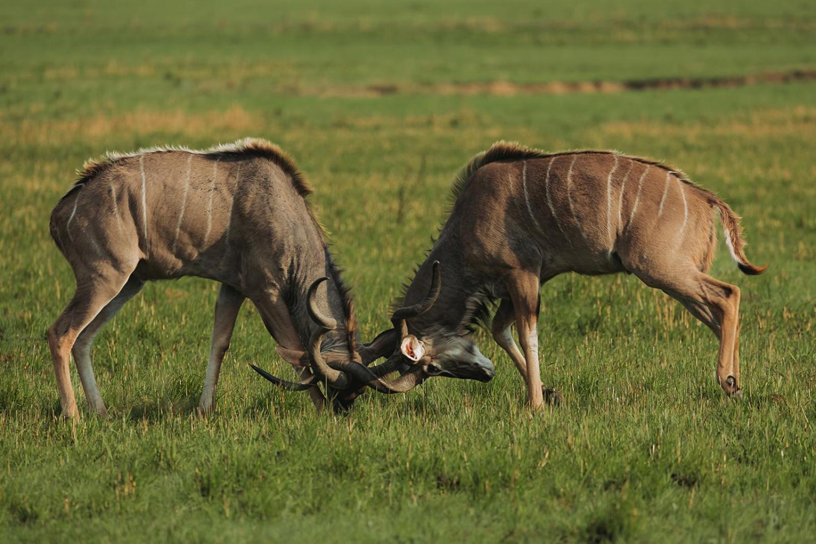 Nambiti Plains Lodge เลดี้สมิธ ภายนอก รูปภาพ