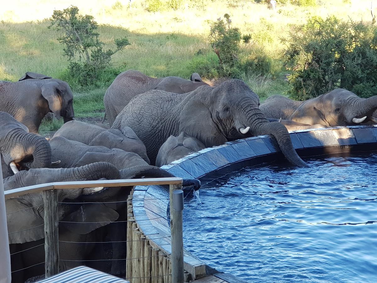 Nambiti Plains Lodge เลดี้สมิธ ภายนอก รูปภาพ