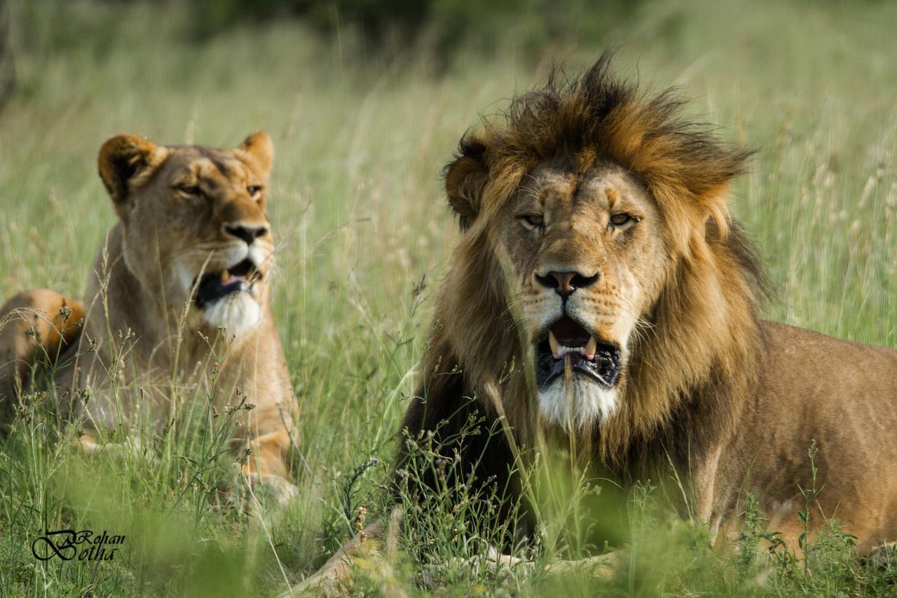 Nambiti Plains Lodge เลดี้สมิธ ภายนอก รูปภาพ