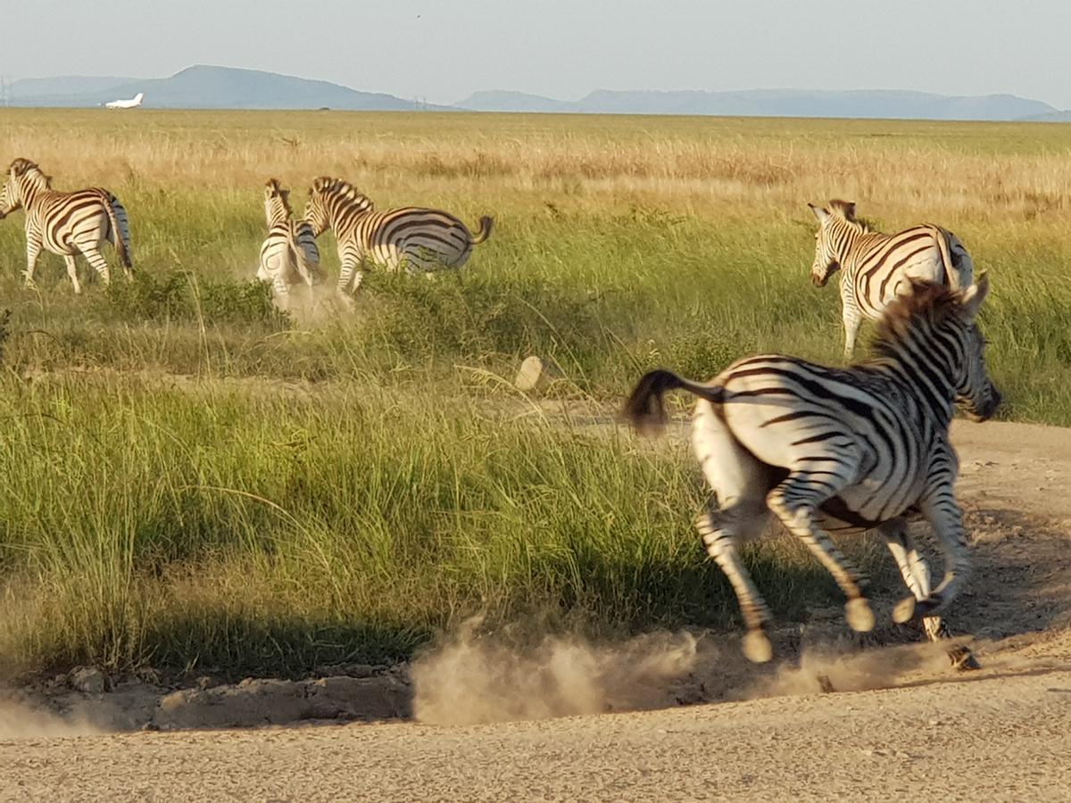 Nambiti Plains Lodge เลดี้สมิธ ภายนอก รูปภาพ